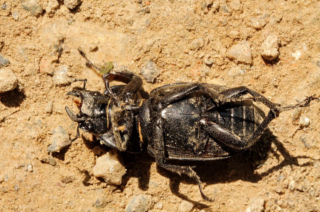 Lucanus cervus
